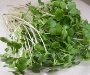 Waltham Broccoli Microgreens