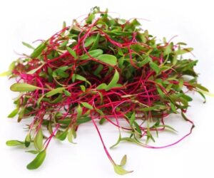 Beetroot Microgreens