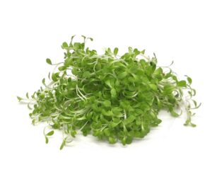 Lettuce Microgreens